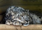 Pat Rutter_Snow Leopard.jpg